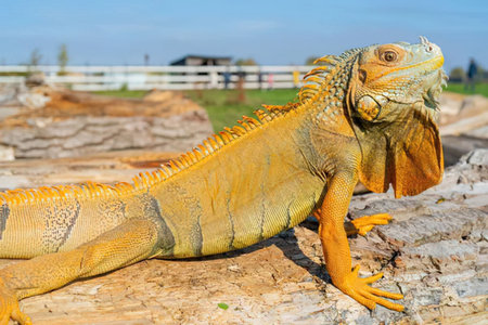 A large yellow iguana is sitting on a rock, showcasing its vibrant color and distinctive features.
