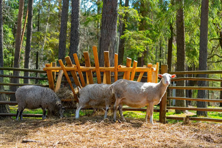 Three sheep are seen grazing in a fenced area with trees in the background.の写真素材