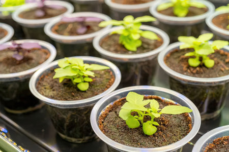 A close-up view of multiple small potted plants with green leaves, arranged in rows on a tray.