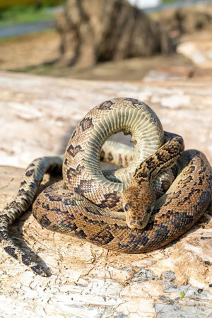 A snake is coiled on a rock, showcasing its intricate pattern and texture.の写真素材