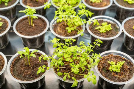 Multiple small plants growing in individual pots with soil