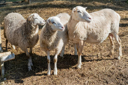 Three white sheep standing together in a field with dry grass and dirt, looking in different directions.の写真素材