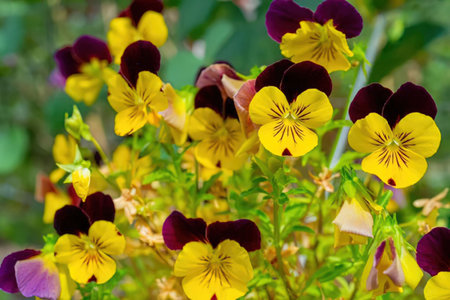 A close-up image of a cluster of pansy flowers with vibrant purple and yellow petals, showcasing...