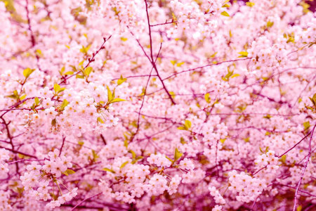 Delicate pink flowers bloom on slender branches with green leaves creating a vibrant floral display...