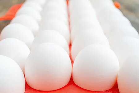 Dozen white eggs are neatly arranged in a vibrant red carton, showcasing their smooth oval shapes...