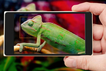 Person holds smartphone displaying a closeup photo of a green chameleon on the screen and editing...