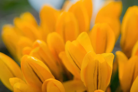 Vibrant yellow tulips in full bloom cluster together with green stems visible in a lush garden...