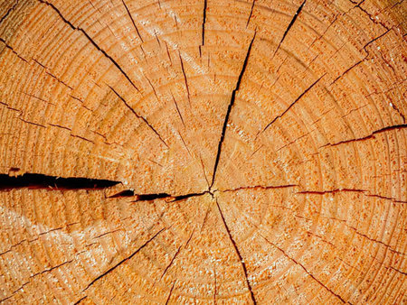 Freshly cut tree stump displays intricate rings and texture pattern, showcasing natural growth and...