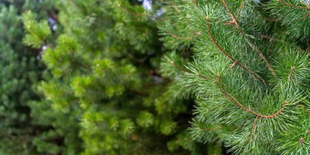 Vibrant green pine tree branches with soft needles and lush foliage create a natural scenery in a...