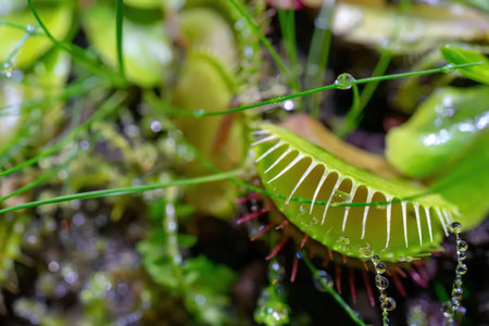 Venus flytrap has dew drops on its leaves and spiky edges, surrounded by lush greenery in a natural...