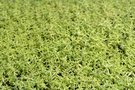 Freshly grown microgreens densely packed in a tray, symbolizing healthy eating and culinary...