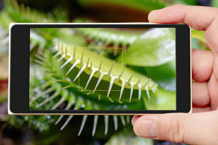 Person holds a smartphone to capture a photo of a venus flytrap highlighting its unique spiky leaves...