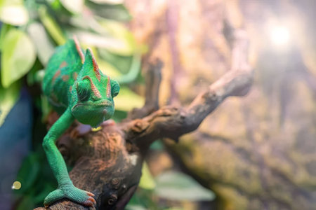 Green chameleon perched on a branch in a natural setting surrounded by lush foliage and vegetation...