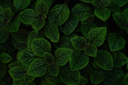 Dense cluster of vibrant green leaves with detailed vein patterns visible in the foliage closely...