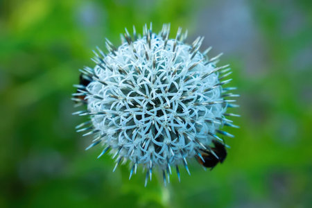 Bees are collecting nectar from a beautiful blue globe thistle flower head surrounded by greenery.