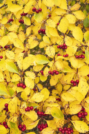 Autumn leaves and red berries densely cover branches of a shrub or small tree displaying vibrant...
