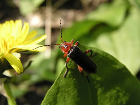 Red headed beetle stands on a green leaf beside a bright yellow flower in a natural outdoor setting.