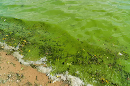 Algal bloom covers the water's surface near a sandy shoreline with visible pollution and debris...
