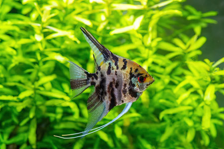 Angelfish swims near green aquatic plants in a freshwater aquarium, showcasing vibrant colors and delicate fins in a serene underwater environment.の写真素材