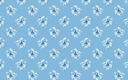 Beautiful light blue flowers with delicate patterns on a soft blue background create a calming...