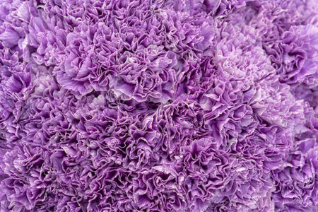 Beautiful vibrant purple carnation flower with delicate petals and soft texture is displayed in a stunning close up view, showcasing its intricate beauty and natural elegance.の写真素材