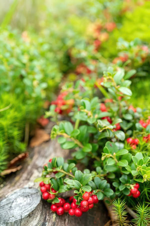 Red wild berries grow on low-lying green plants in a natural outdoor environment with blurred...
