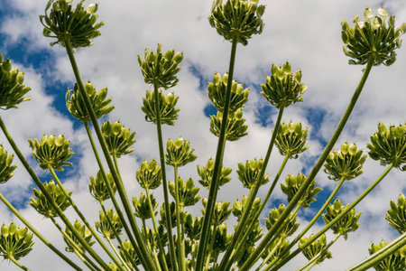 Green plants with budding flowers stand tall against a blue cloudy sky viewed from below, creating a...