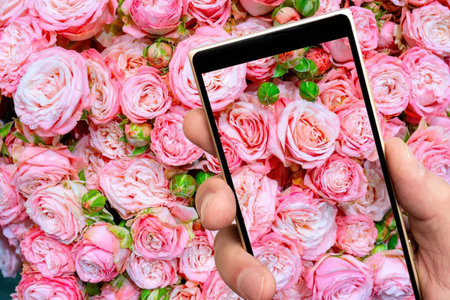 Hands holding a smartphone capturing a stunning bouquet of pink roses on the screen with precision...