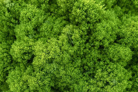 Bright green leaves from a dense bush or shrub creating a lush and vibrant natural texture in a...
