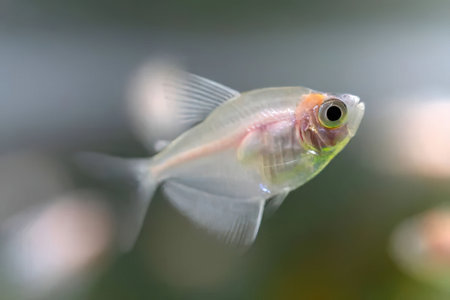 Small transparent fish swims in water with large round eyes and visible fins, showcasing its...