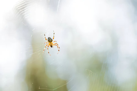 Small spider sits in the center of its intricately woven web, waiting to capture prey in its natural...