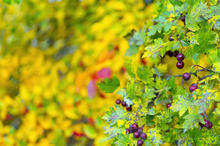 Lush green bush with ripe purple berries stands out against blurred yellow foliage in the background...