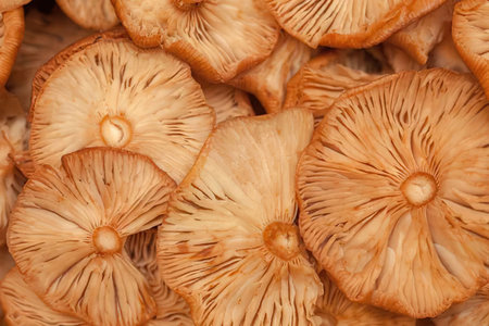 Dried mushrooms sliced into thin round pieces showcasing their gills and natural texture in a close...