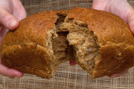 Hands breaking apart a freshly baked whole wheat bread loaf to reveal its soft interior texture and...