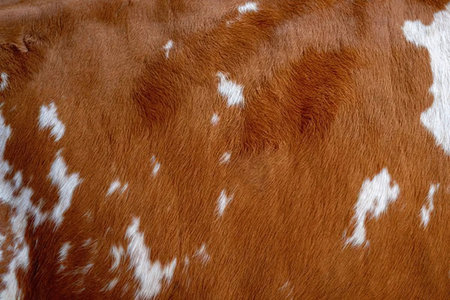 Brown cowhide with white spots in a natural texture ideal for design backgrounds and decoration...