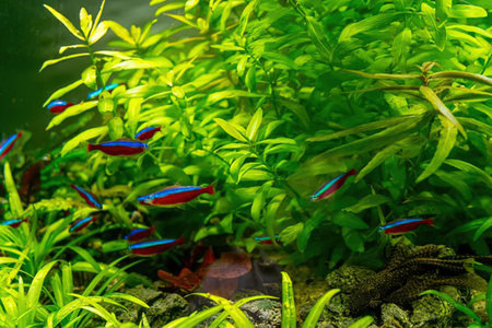 Neon tetra fish swim together in a serene freshwater aquarium surrounded by lush green aquatic...