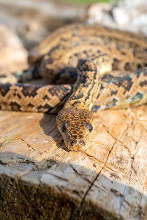 Rattlesnake with intricate pattern rests on a worn wooden log, blending into the natural...