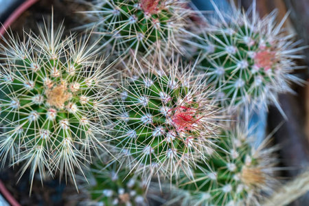 Green cactus with sharp white spines and vibrant red flowers thriving in a terracotta pot.