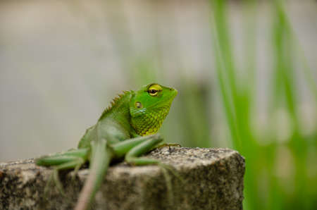 Green Garden Lizard - Sri Lankaの写真素材