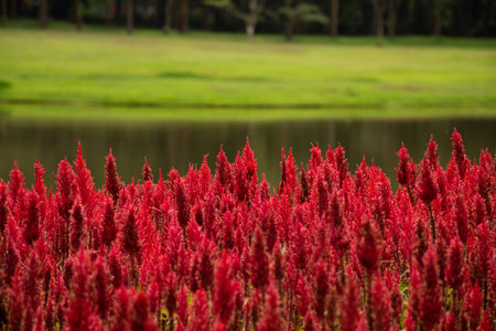 Red Celosia argentea flowers with blurry green field with a lakeの写真素材