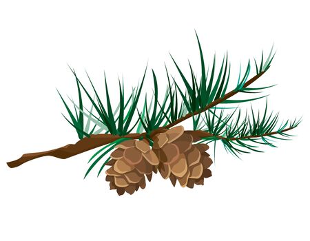 Cones on branch. Vector illustration in cartoon style.のイラスト素材
