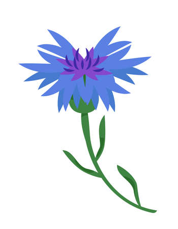 Cornflower in cartoon style. Beautiful wildflower.のイラスト素材