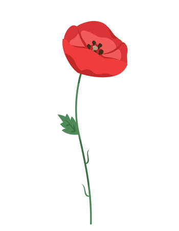 Poppy in cartoon style. Beautiful wildflower.のイラスト素材