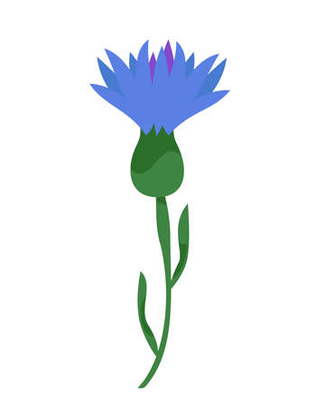 Bud of cornflower in cartoon style. beautiful wildflower.のイラスト素材
