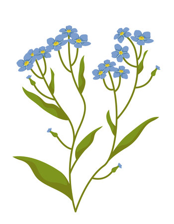 Bush of myosotis. Wildflower in cartoon style.のイラスト素材