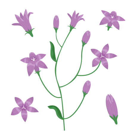 Set of campanula design elements. Wildflowers in cartoon style.のイラスト素材