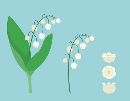 Lily of the valley design elements. Wildflowers in cartoon style.のイラスト素材