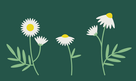 Set of daisies. Wildflowers in flat style.のイラスト素材