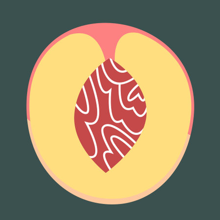 Half of peach. Sweet fruit in flat style.のイラスト素材