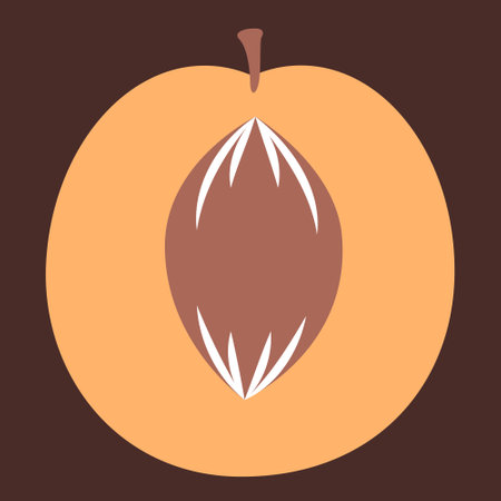 Half of apricot. Sweet fruit flat style.のイラスト素材